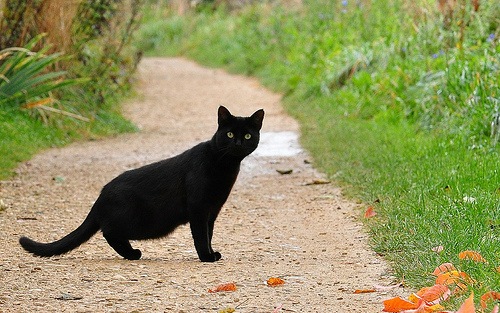 Что означает чёрный кот перебегающий вам дорогу?